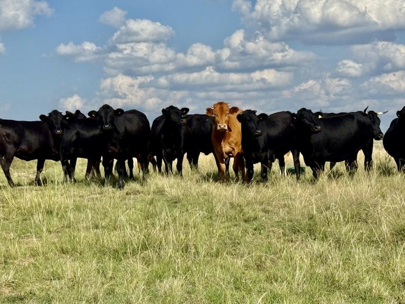 0 Bedroom Property for Sale in Harrismith Free State